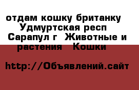 отдам кошку британку - Удмуртская респ., Сарапул г. Животные и растения » Кошки   